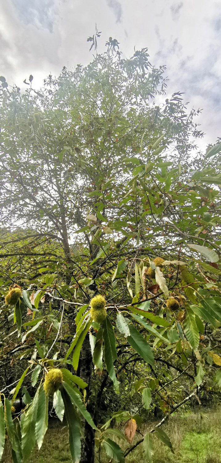 Chestnuts are native trees that providing food | ReWild! Nature restore project